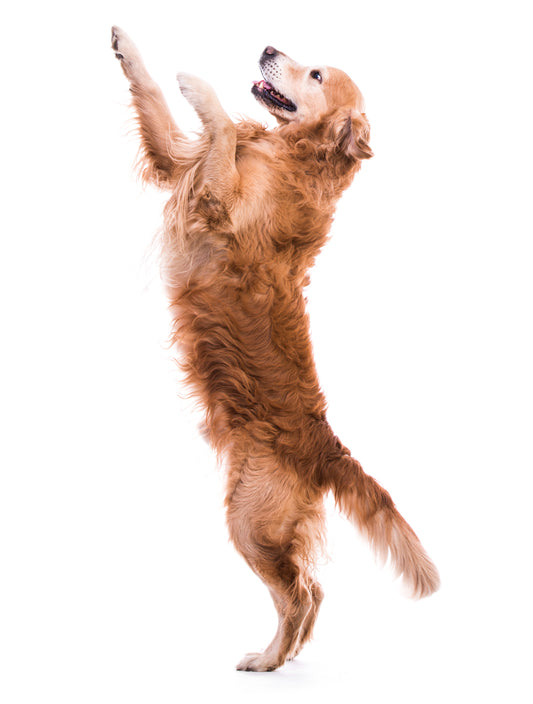 Enhancing Agility: The Role of a Balanced Raw Diet in Supporting Muscle Health