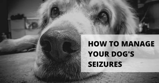 The Ultimate Guide to Reducing Seizures in Dogs