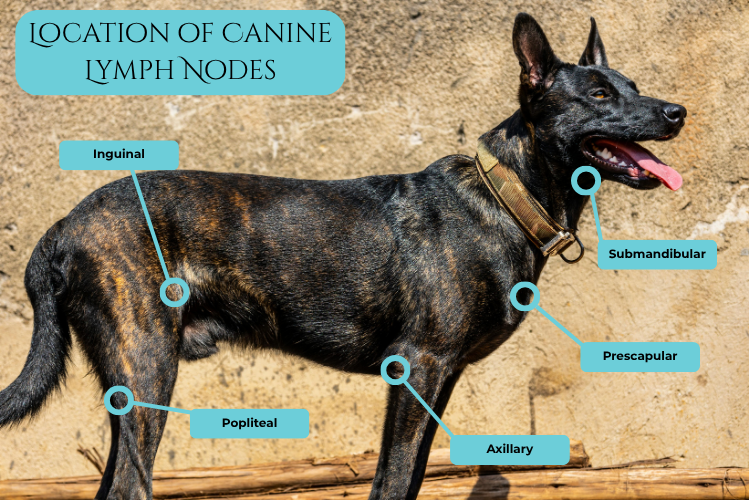 Curated visual reference: Fresh Look at Let S Talk Cancer For National Canine Lymphoma Awareness Day