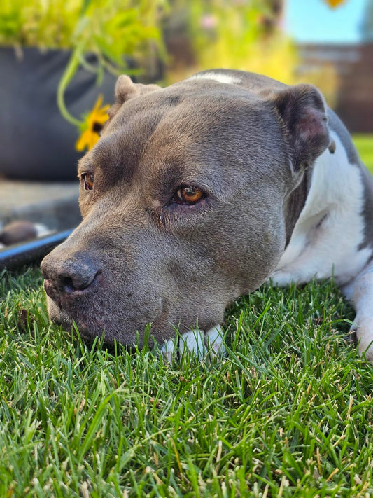 🐾 Lucy’s Healing Journey: When the Body Remembers How to Heal