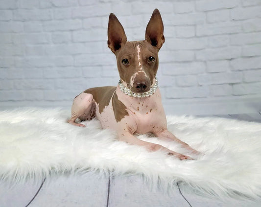 Reishi and Tremella: The Ultimate Skin Support for Pets