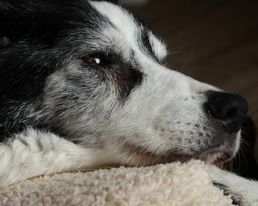 A Peaceful Goodbye Guide