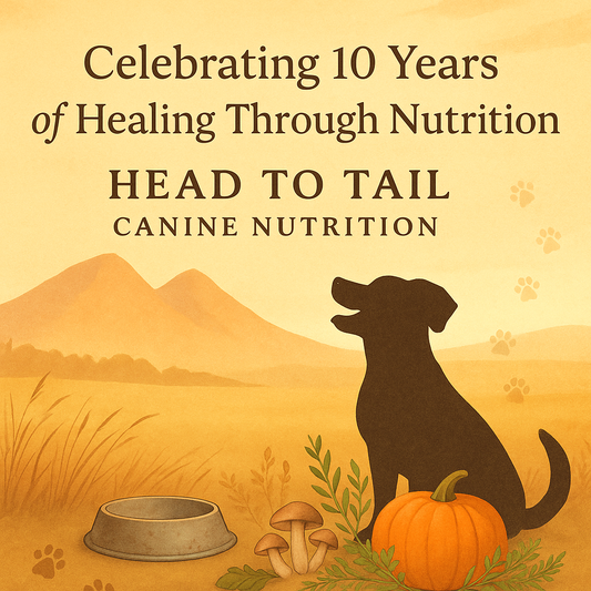 10 Years of Head to Tail: A Journey Rooted in Healing, Learning, and Love