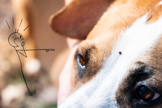 Bug Off! Natural Ways to Keep Fleas & Ticks Away from Your Pup