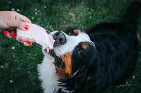 Enhancing Your Dog's Dental Health with a Raw Diet
