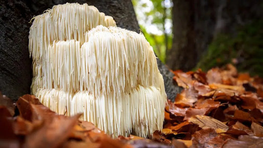 Lions Mane Medicinal Mushrooms - (Hericuim erinaceus) Neurologic Plus