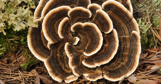 Turkey Tail Mushroom for Dogs: Immune Support and Gut Health Boost