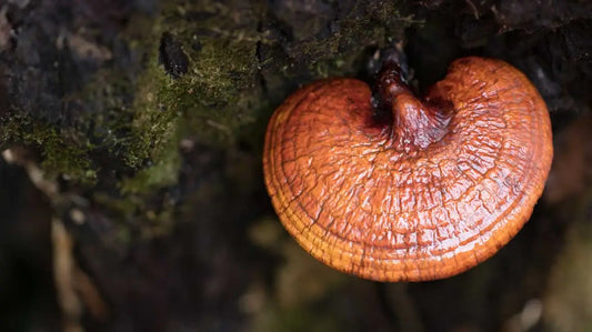 Reishi (Ganoderma lingzhi) Longevity Mushroom