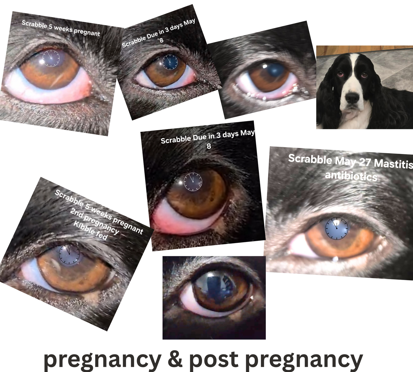 Iridology Assessment