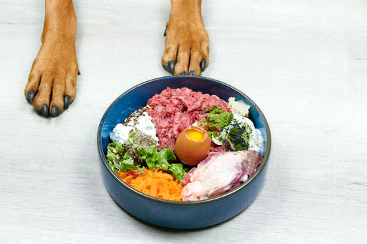 Feed to Succeed: The Behavioral Benefits of a Balanced Raw Diet for Dogs