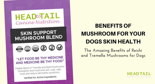 Skin Support Mushroom Blend | Benefits of Mushroom For Dogs