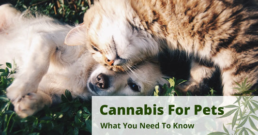 A Guide to Cannabis For Dogs and Cats