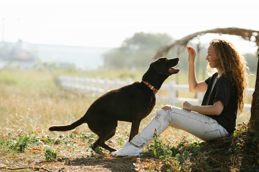 Train Your Pet Month: Nurturing Your Furry Friend Inside and Out