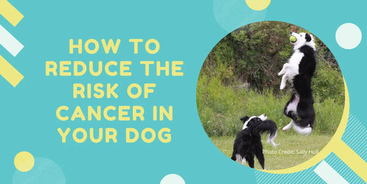 Ultimate Guide to Reducing Cancer Risk in Dogs