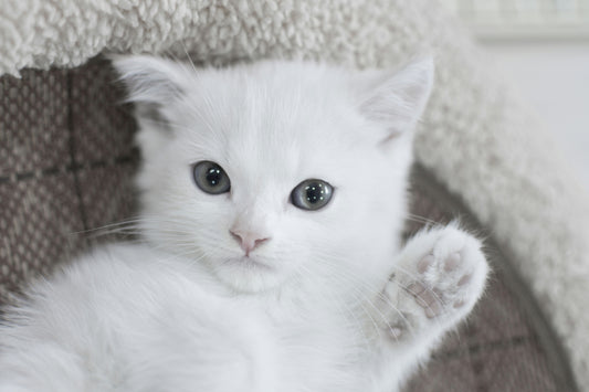 The Gut Story: Probiotics Made for Cats
