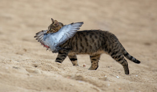 Back to the Beginning: Feeding Cats Like Carnivores
