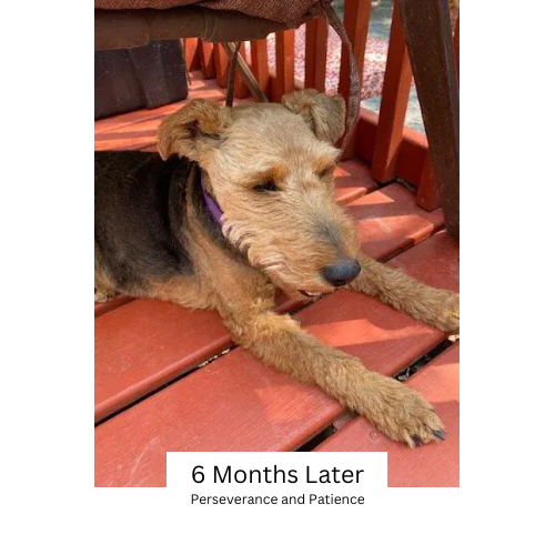 Morgan's Remarkable Recovery: A Welsh Terrier's Journey to Health with Head to Tail Canine Nutrition