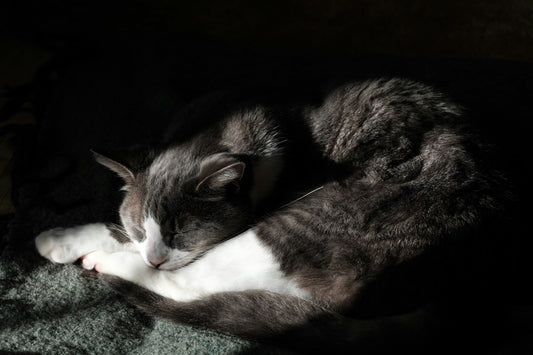 Healthy Cat Month: Supporting Senior Cats with Prevention, Nutrition, and Love