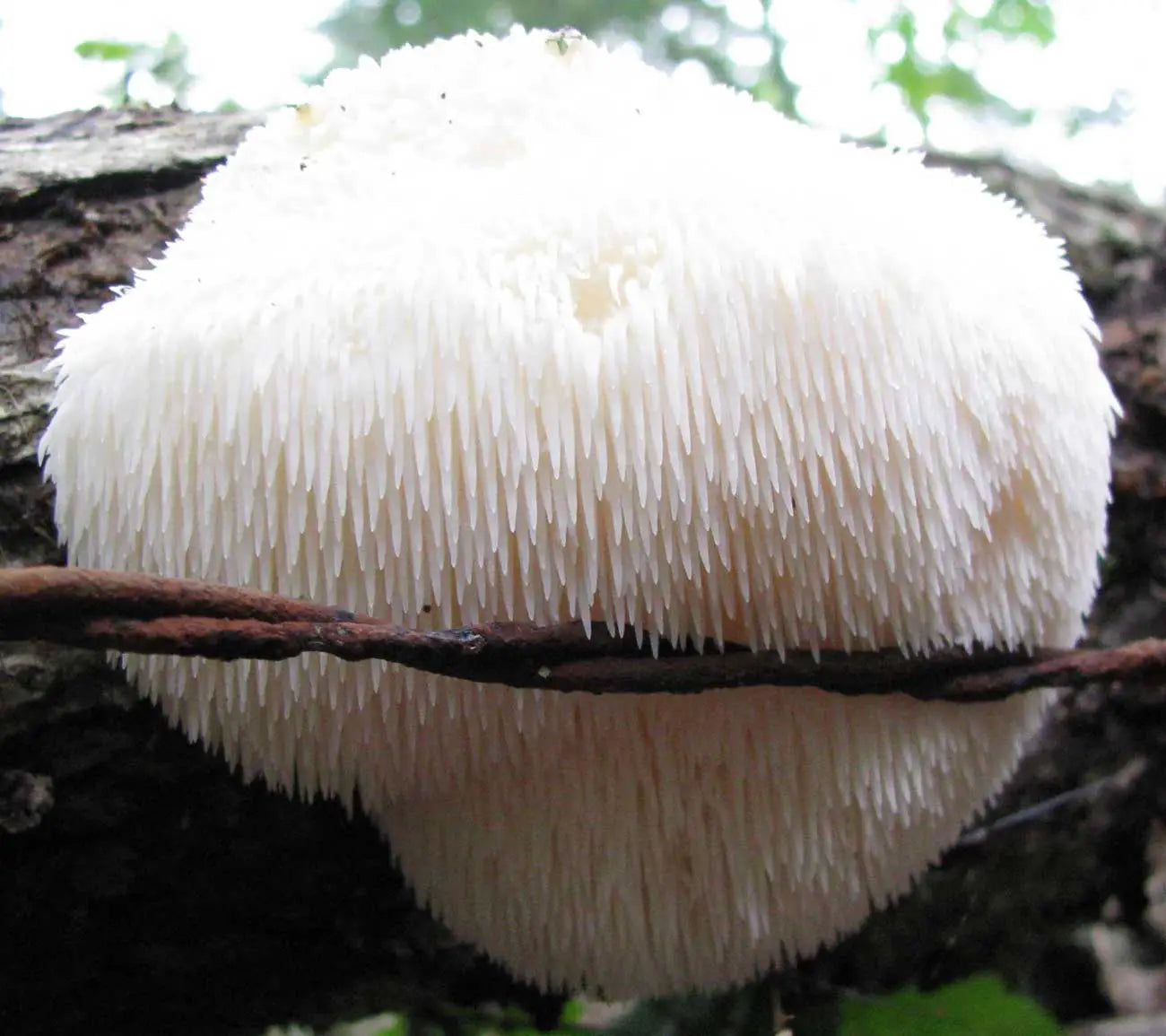 Super Immune Mushroom Blend