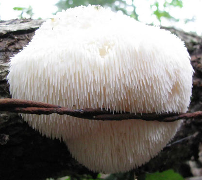 Super Immune Mushroom Blend