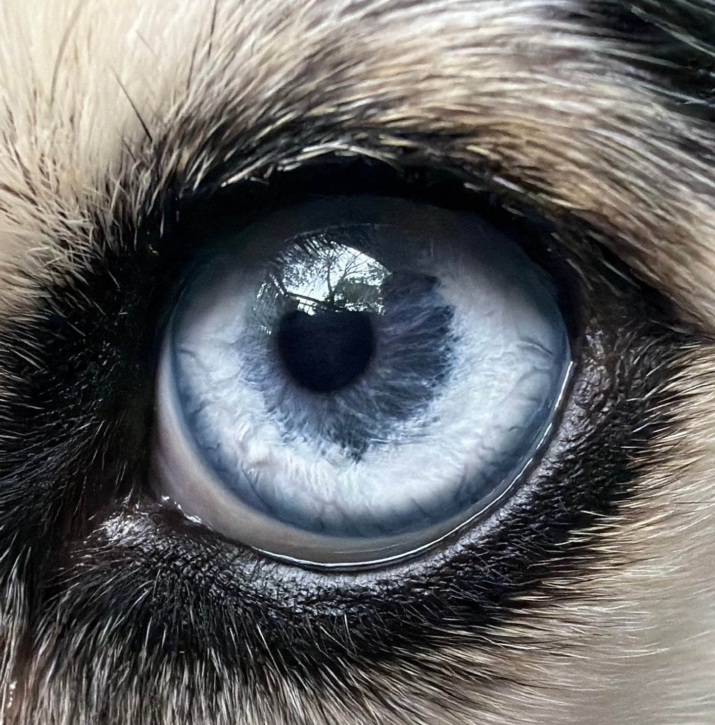 Iridology Assessment