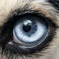 Iridology Assessment