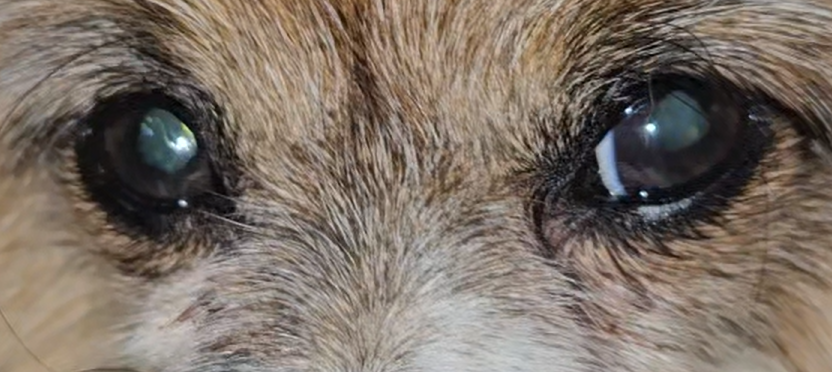Iridology Assessment