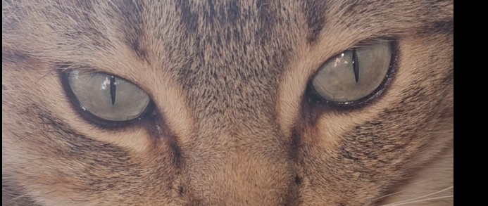 Iridology Assessment