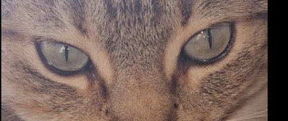 Iridology Assessment