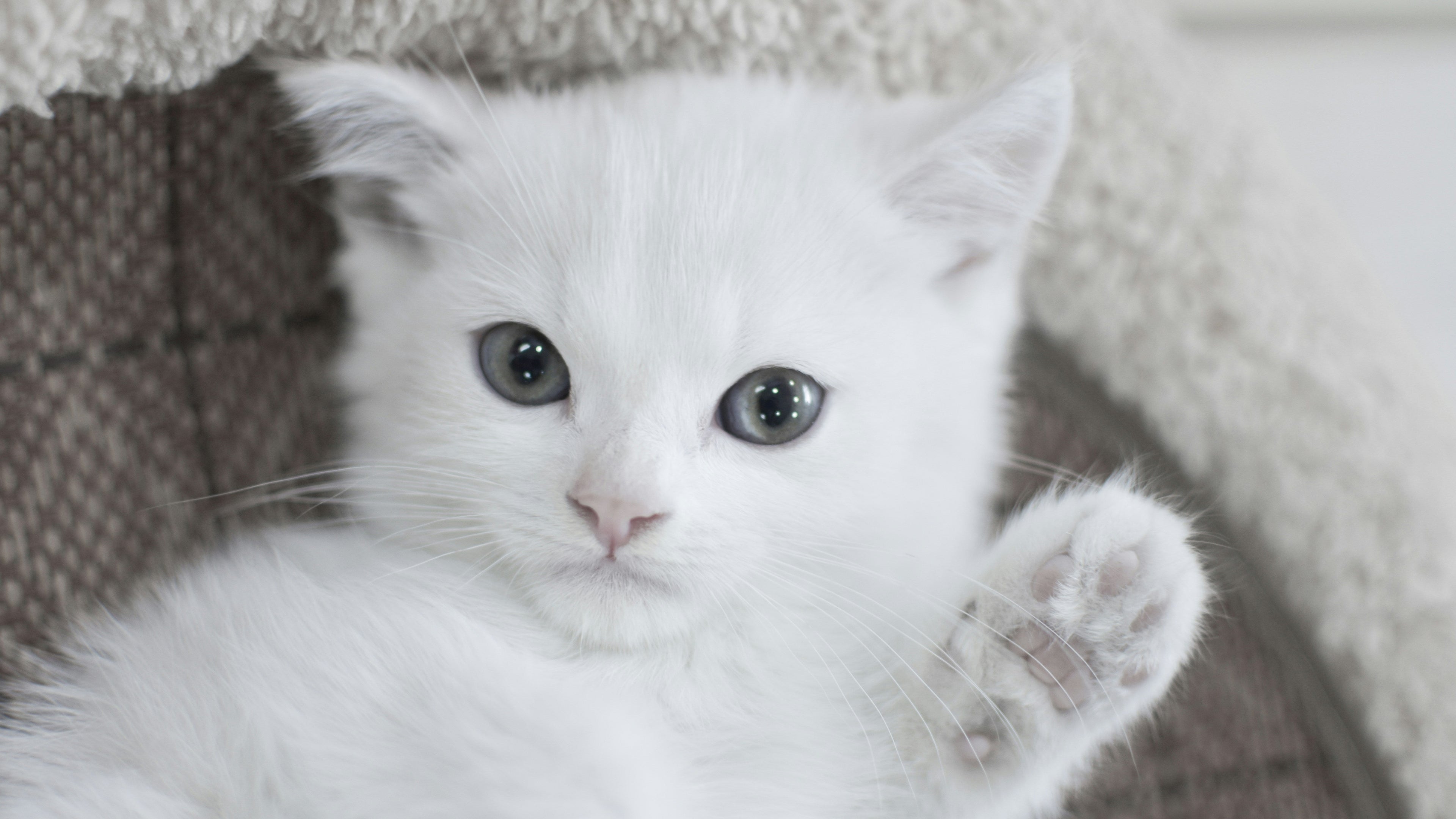 A fluffy white kitten with striking blue-gray eyes resting inside a soft brown and cream textured cat bed, with one paw raised.