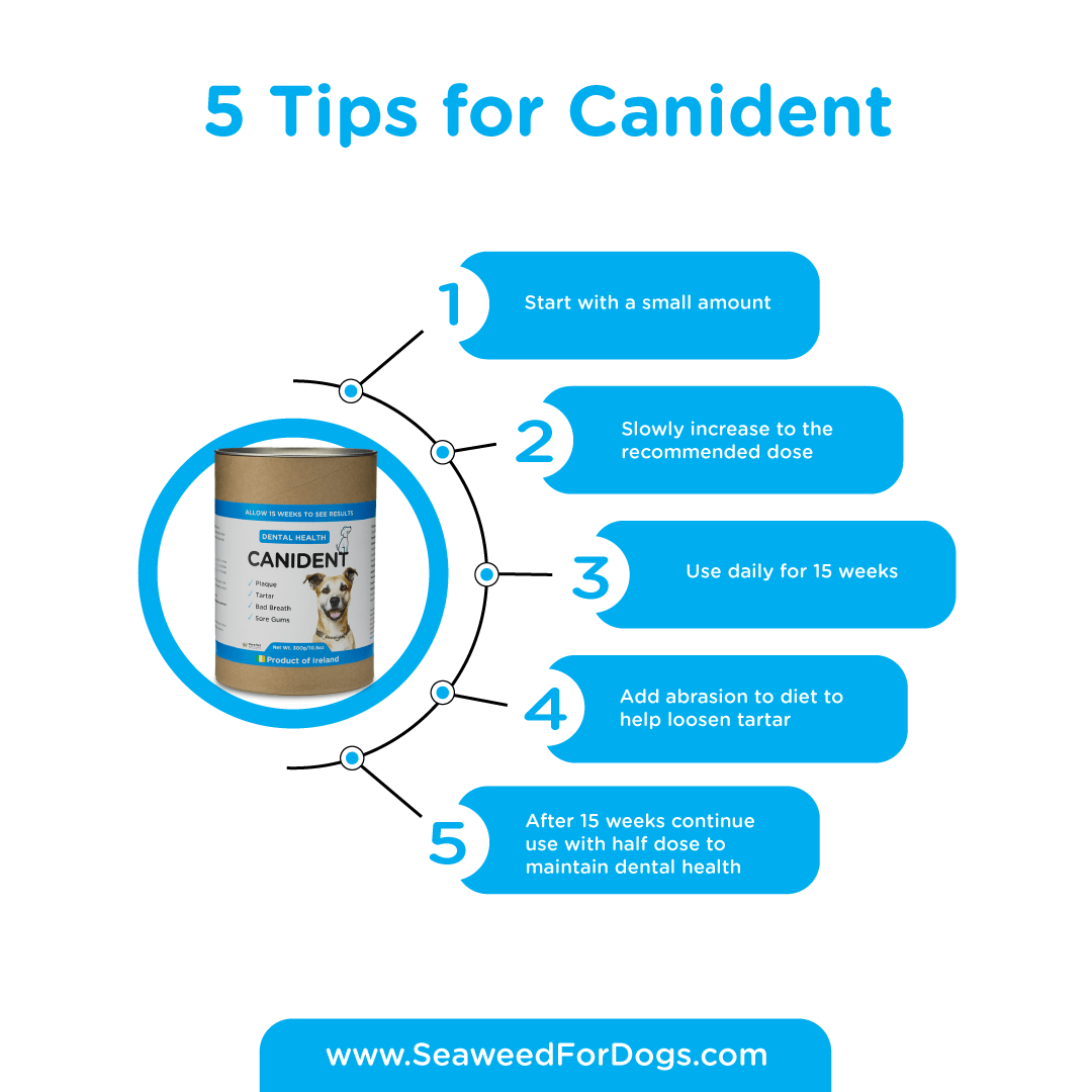 Canident - Clean Dogs' Teeth, Fix Bad Breath, and Remove Plaque