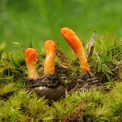 Super Immune Mushroom Blend
