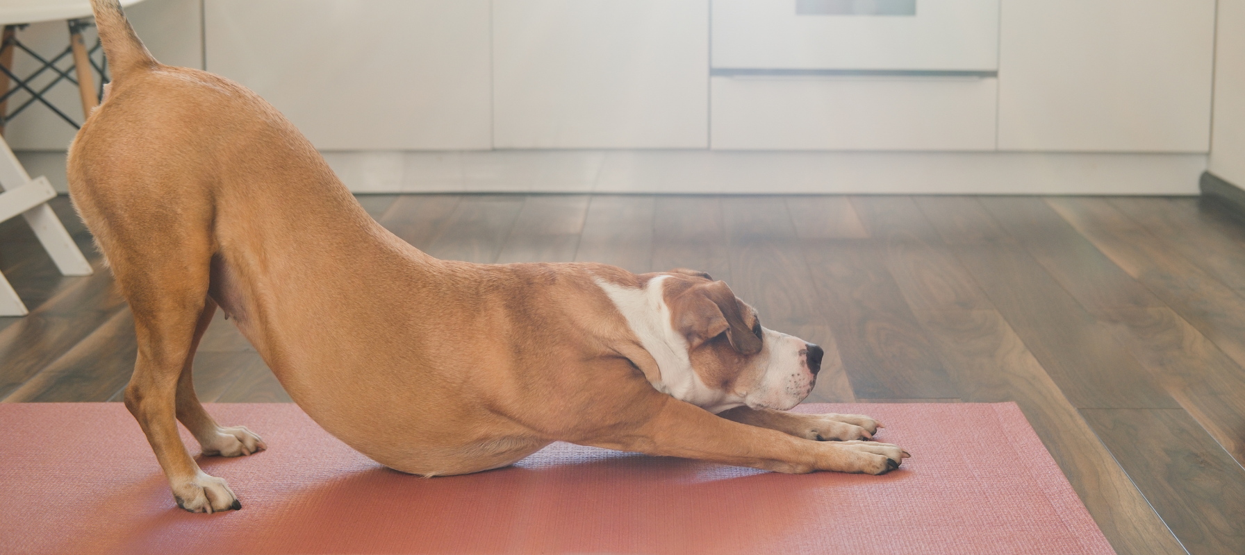 A brown and white dog performing a yoga stretch on a pink mat in a modern room with wood floors and white cabinets.