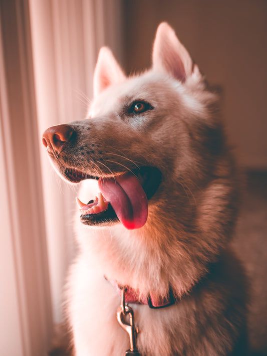 Nutrition and Supplement Plan - Ideal for Healthy Dogs